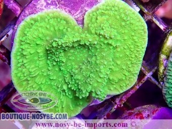 https://www.boutique-nosybe.com/7283-thickbox_default/montipora-sp-wysiwyg-06112024-24.jpg