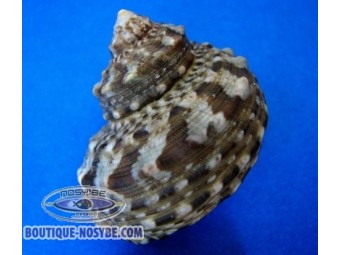 https://www.boutique-nosybe.com/7293-thickbox_default/turbo-fluctuosus.jpg