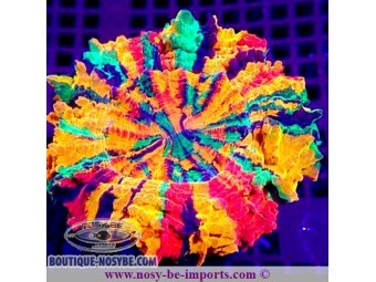https://www.boutique-nosybe.com/7300-thickbox_default/acanthophyllia-deshayesiana-multicolore-premium.jpg
