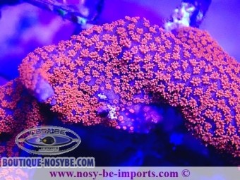 https://www.boutique-nosybe.com/7309-thickbox_default/montipora-digitata-violet-polypes-orange-fluo.jpg