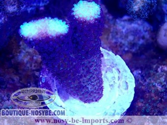 https://www.boutique-nosybe.com/7316-thickbox_default/stylophora-sp-wysiwyg-03012025-1.jpg