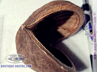 https://www.boutique-nosybe.com/7332-thickbox_default/noix-de-bouddha-xl.jpg
