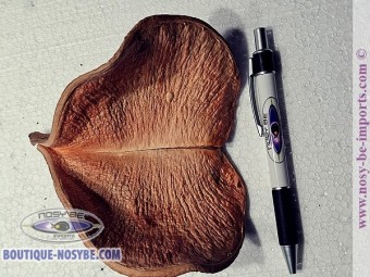 https://www.boutique-nosybe.com/7335-thickbox_default/cosse-oreille-d-éléphant.jpg