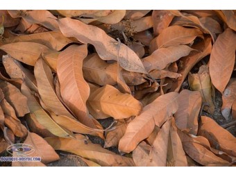 https://www.boutique-nosybe.com/7338-thickbox_default/feuilles-de-mangue.jpg