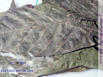 https://www.boutique-nosybe.com/7340-thickbox_default/feuilles-de-cacao.jpg