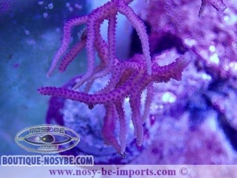 https://www.boutique-nosybe.com/7343-thickbox_default/seriatopora-hystrix-rose-wysiwyg-10012025-2.jpg