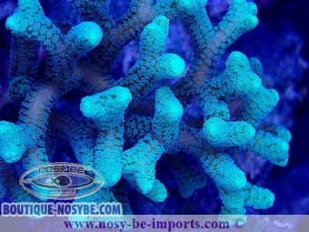 https://www.boutique-nosybe.com/7344-thickbox_default/seriatopora-caliendrum-wysiwyg-10012025-3.jpg