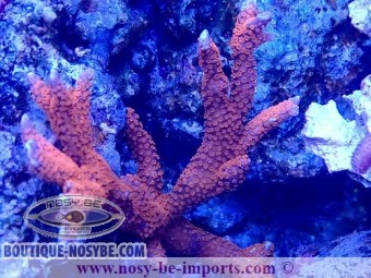 https://www.boutique-nosybe.com/7345-thickbox_default/montipora-digitata-wysiwyg-10012025-4.jpg