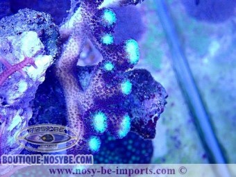 https://www.boutique-nosybe.com/7347-thickbox_default/stylophora-sp-wysiwyg-10012025-6.jpg