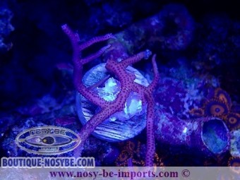https://www.boutique-nosybe.com/7348-thickbox_default/seriatopora-hystrix-rose-wysiwyg-10012025-7.jpg