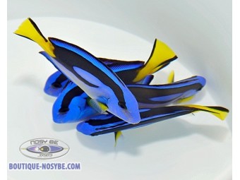 https://www.boutique-nosybe.com/7350-thickbox_default/paracanthurus-hepatus-ventre-jaune.jpg