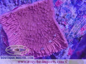 https://www.boutique-nosybe.com/7353-thickbox_default/montipora-capricornis-wysiwyg-25012025-1.jpg
