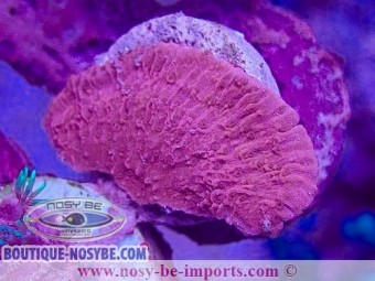 https://www.boutique-nosybe.com/7354-thickbox_default/montipora-capricornis-wysiwyg-25012025-2.jpg