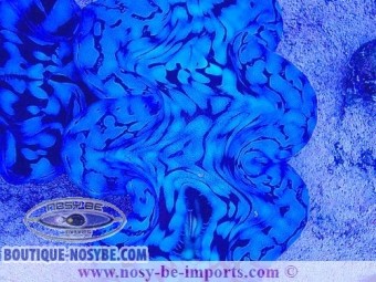 https://www.boutique-nosybe.com/7355-thickbox_default/tridacna-squamosa-wysiwyg-25012025-3.jpg