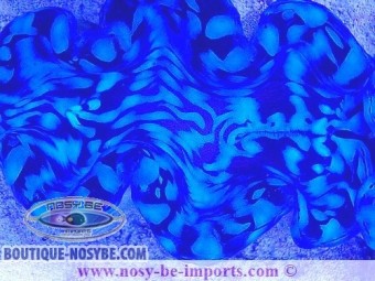 https://www.boutique-nosybe.com/7356-thickbox_default/tridacna-squamosa-wysiwyg-25012025-4.jpg