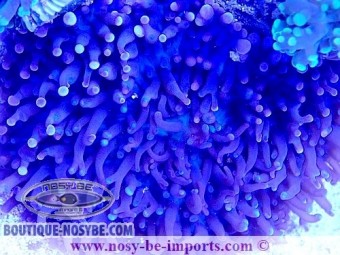 https://www.boutique-nosybe.com/7357-thickbox_default/rhodactis-sp-wysiwyg-25012025-5.jpg