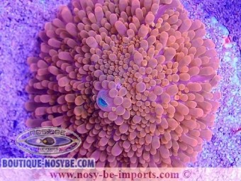 https://www.boutique-nosybe.com/7358-thickbox_default/rhodactis-sp-wysiwyg.jpg