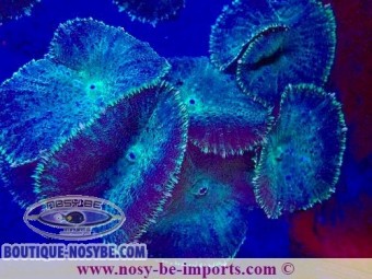 https://www.boutique-nosybe.com/7362-thickbox_default/rhodactis-sp-wysiwyg-25012025-7.jpg