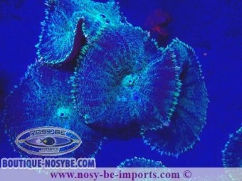 https://www.boutique-nosybe.com/7363-thickbox_default/rhodactis-sp-wysiwyg-25012025-8.jpg
