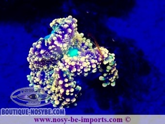 https://www.boutique-nosybe.com/7364-thickbox_default/ricordea-yuma-wysiwyg-25012025-9.jpg