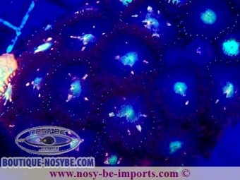 https://www.boutique-nosybe.com/7366-thickbox_default/zoanbthus-sp-wysiwyg-25012025-11.jpg