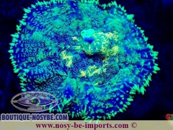 https://www.boutique-nosybe.com/7367-thickbox_default/rhodactis-sp-wysiwyg-25012025-12.jpg
