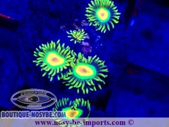 https://www.boutique-nosybe.com/7368-thickbox_default/zoanthus-sp-wysiwyg-25012025-13.jpg