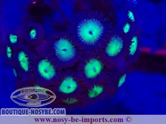 https://www.boutique-nosybe.com/7369-thickbox_default/zoanthus-sp-wysiwyg-25012025-13.jpg