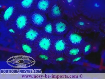 https://www.boutique-nosybe.com/7370-thickbox_default/zoanthus-sp-wysiwyg-25012025-15.jpg