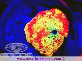 https://www.boutique-nosybe.com/7374-thickbox_default/discosoma-sp-wysiwyg-25012025-19.jpg
