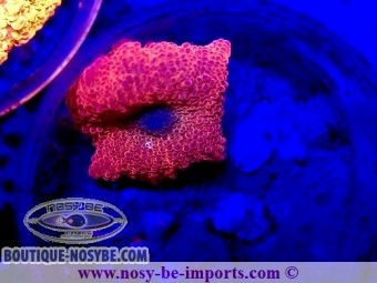 https://www.boutique-nosybe.com/7375-thickbox_default/discosoma-sp-wysiwyg-25012025-20.jpg
