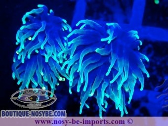 https://www.boutique-nosybe.com/7377-thickbox_default/euphyllia-glabrescens-wysiwyg-25012025-22.jpg