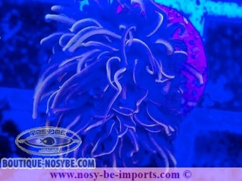 https://www.boutique-nosybe.com/7380-thickbox_default/euphyllia-glabrescens-wysiwyg-25012025-23.jpg