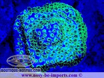 https://www.boutique-nosybe.com/7381-thickbox_default/cyphastrea-sp-wysiwyg-25012025-24.jpg