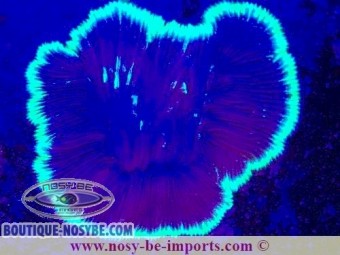 https://www.boutique-nosybe.com/7396-thickbox_default/diaseris-fragilis.jpg