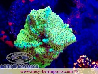 https://www.boutique-nosybe.com/7397-thickbox_default/discosoma-sp-wysiwyg-25012025-21.jpg