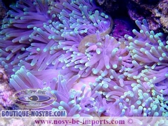 https://www.boutique-nosybe.com/7398-thickbox_default/heteractis-magnifica-wysiwyg-04022025-1.jpg