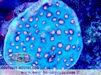 https://www.boutique-nosybe.com/7400-thickbox_default/mycedium-robokaki-wysiwyg-04022025-2.jpg
