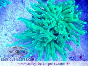 https://www.boutique-nosybe.com/7402-thickbox_default/euphyllia-glabrescens-wysiwyg-04022025-3.jpg