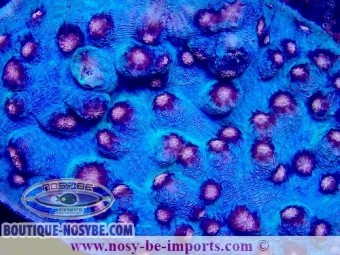 https://www.boutique-nosybe.com/7403-thickbox_default/mycedium-robokaki-wysiwyg-04022025-4.jpg