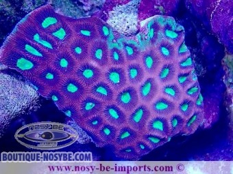 https://www.boutique-nosybe.com/7405-thickbox_default/favites-complanata-wysiwyg-04022025-5.jpg