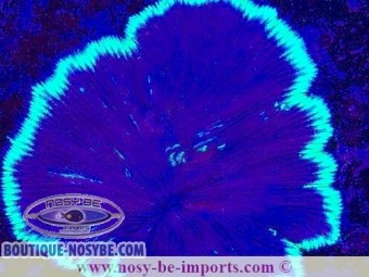 https://www.boutique-nosybe.com/7410-thickbox_default/diaseris-fragilis-wysiwyg-04022025-7.jpg