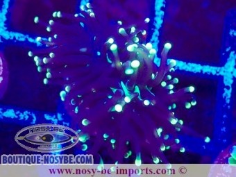 https://www.boutique-nosybe.com/7414-thickbox_default/euphyllia-glabrescens-wysiwyg-04022025-9.jpg