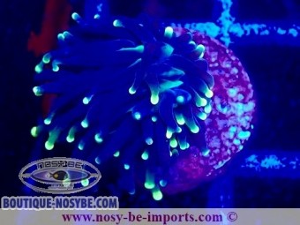 https://www.boutique-nosybe.com/7415-thickbox_default/euphyllia-glabrescens-wysiwyg-04022025-11.jpg