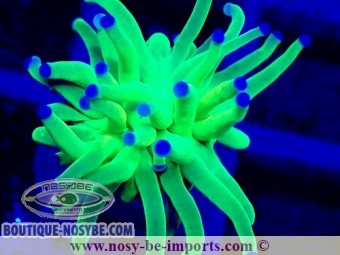 https://www.boutique-nosybe.com/7417-thickbox_default/euphyllia-glabrescens-wysiwyg-04022025-13.jpg