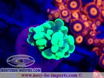 https://www.boutique-nosybe.com/7419-thickbox_default/euphyllia-paraancora-wysiwyg-04022025-14.jpg