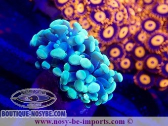 https://www.boutique-nosybe.com/7420-thickbox_default/euphyllia-paraancora-wysiwyg-04022025-15.jpg