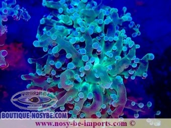 https://www.boutique-nosybe.com/7421-thickbox_default/euphyllia-paradivisa-wysiwyg-04022025-16.jpg