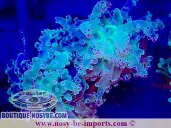https://www.boutique-nosybe.com/7422-thickbox_default/euphyllia-paradivisa-wysiwyg-04022025-17.jpg