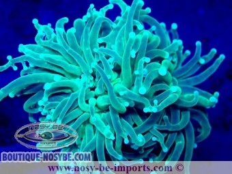 https://www.boutique-nosybe.com/7423-thickbox_default/euphyllia-glabrescens-wysiwyg-04022025-18.jpg